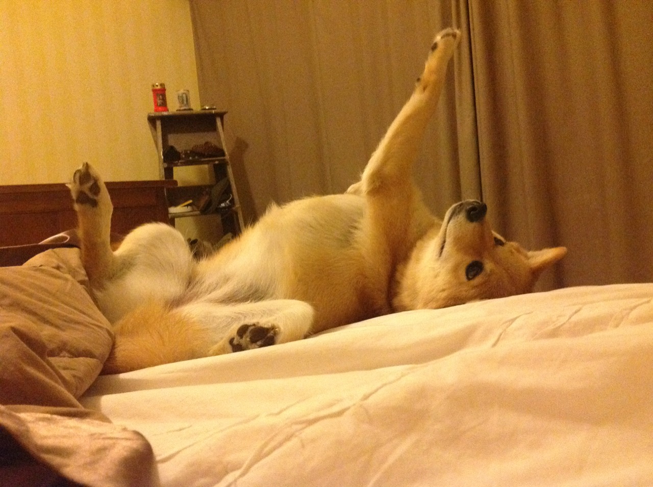 CNN头条:冬奥最具冲击力球队——来自西非的雄狮,冬奥会非洲选手